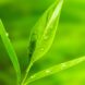 Luxor Allure Bug Relief Tea Tree