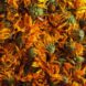 Luxor Allure Calendula Flowers