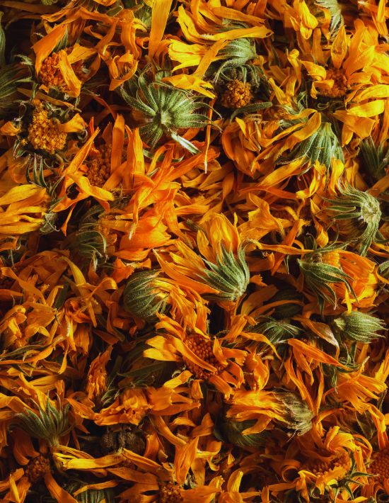 Luxor Allure Calendula Flowers Luxor Allure Calendula Flowers