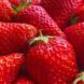 Luxor Allure Organic Lip Balm Strawberry