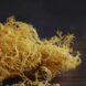 Luxor Allure Sea Moss